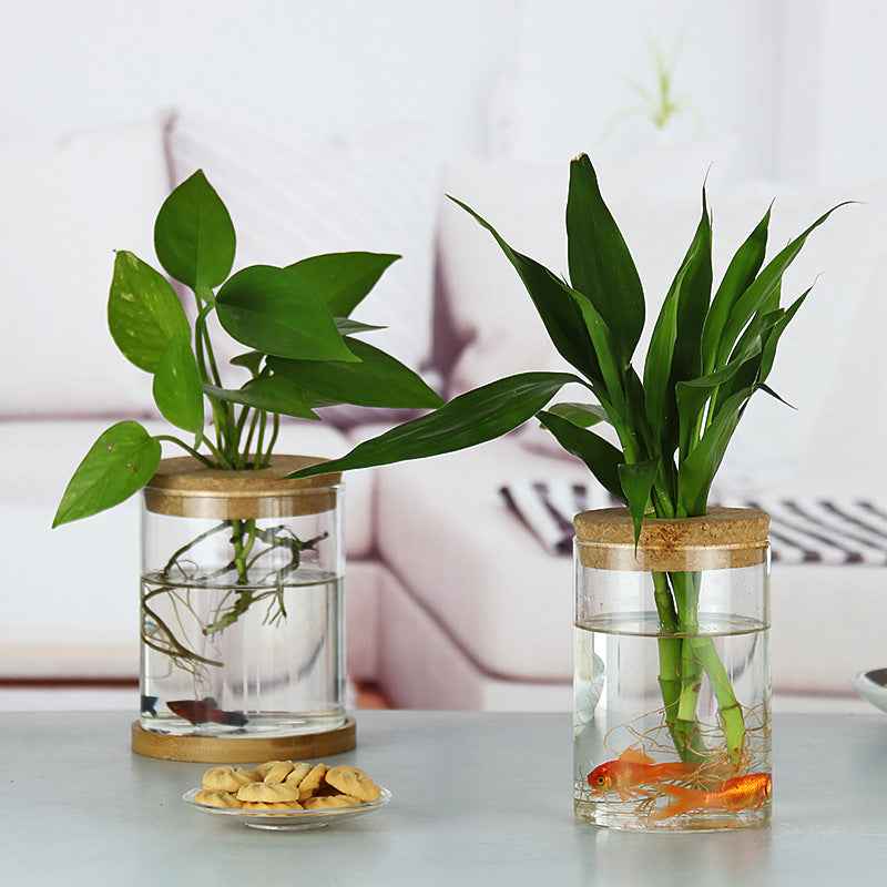 Garrafa de Vidro Decorativa para Plantas Hidropônicas – Decoração com Plantas Verdes Internas