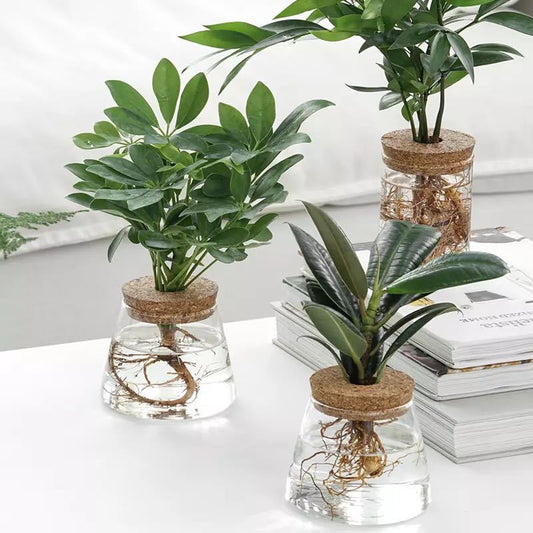 Garrafa de Vidro Decorativa para Plantas Hidropônicas – Decoração com Plantas Verdes Internas